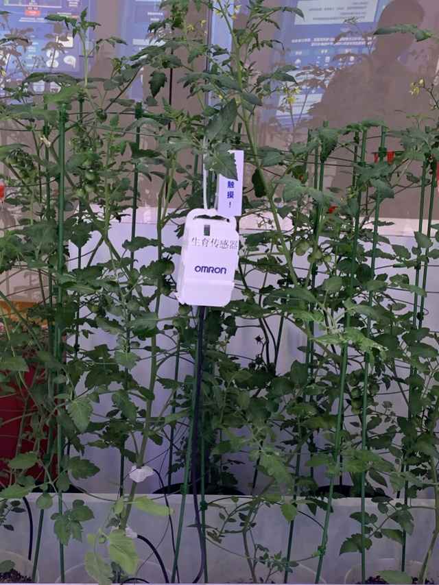 探秘进博会装备展:与最灵巧机械手玩包剪锤!