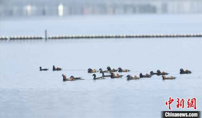  女子三次抓西湖小鸳鸯 网友：抓鸳鸯一辈子单身