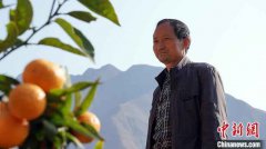 甘肃陇南种橘人“居家”野狐沟三十载：橘子红